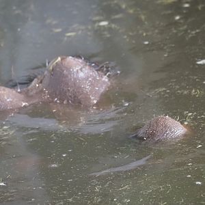 Common Hippopotamus