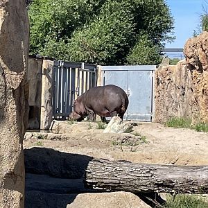 6/28/2025 - Happy on Land!