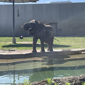 6/28/2025 - Brittany’s Morning Drink