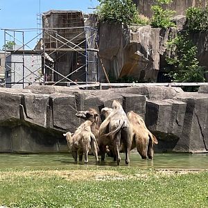 6/28/2025 - Camel Pool Party