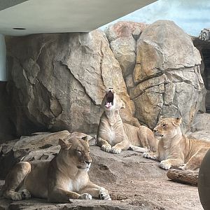 6/28/2025 - Lionesses