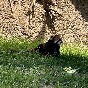 6/28/2025 - Red Panda
