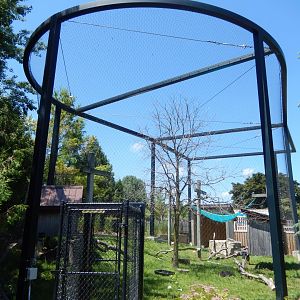 6/22/2025 - Bald Eagle Aviary