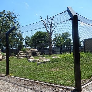 6/22/2025 - American Black Bear Habitat