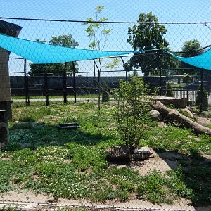 6/22/2025 - Red Fox Habitat