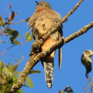 Fan-tailed cuckoo
