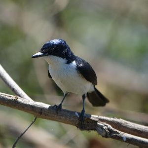 Restless flycatcher 1