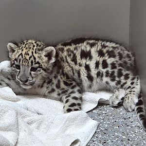 Snow Leopard Cub - Tanganyika Wildlife Park