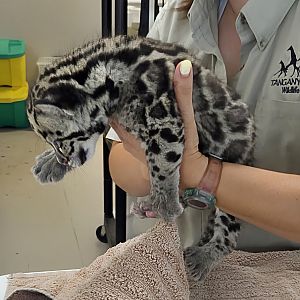 Clouded Leopard Cub - Tanganyika Wildlife Park