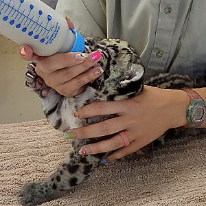 Clouded Leopard Cub  - Tanganyika Wildlife Park