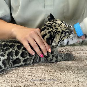Clouded Leopard Cub -Tanganyika Wildlife Park