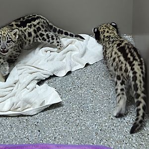 Snow Leopard Cubs - Tanganyika Wildlife Park