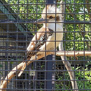 Laughing Kookaburra-Tanganyika Wildlife Park