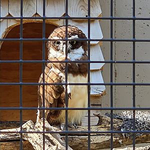Spectacled Owl - Tanganyika Wildlife Park