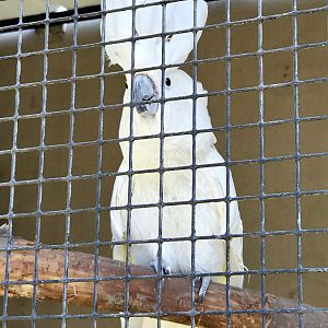 Umbrella Cockatoo-Tanganyika Wildlife Park