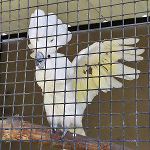 Umbrella Cockatoo-Tanganyika Wildlife Park
