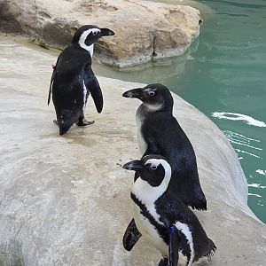 African Penguins - Tanganyika Wildlife Park
