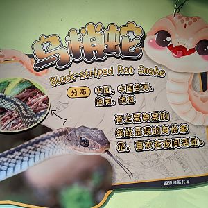 Signage example in the reptile house (Ptyas dhumnades)