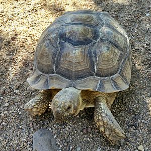 Sulcata Tortoise-Tanganyika Wildlife Park