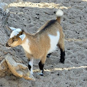 Nigerian Dwarf Goat-Tanganyika Wildlife Park
