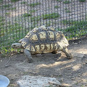 Leopard Tortoise-Tanganyika Wildlife Park