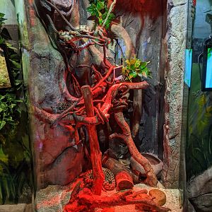 Terrarium for Carpet Pythons (Morelia spilota)