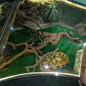 Reticulated Python (Malayopython reticulatus)