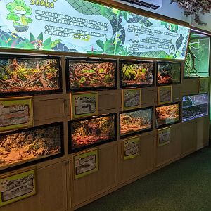 Snake tanks - colour morphs