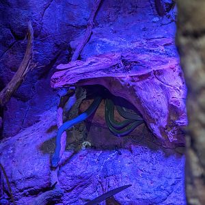 Green Rat Snake (Gonyosoma prasinum)