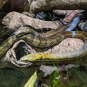 Amur Rat Snakes (Elaphe schrenckii)