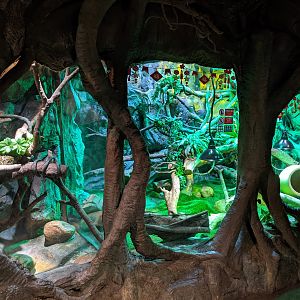 Terrarium for Burmese Python (Python molurus