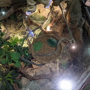 Terrarium for Amur Rat Snakes (Elaphe schrenckii)