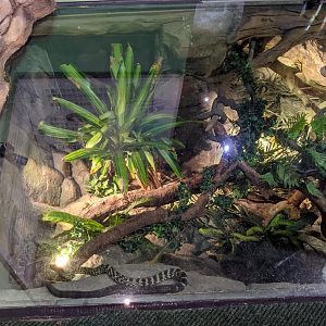 Terrarium for Amur Rat Snakes (Elaphe schrenckii)