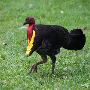 Australian Brush-turkey