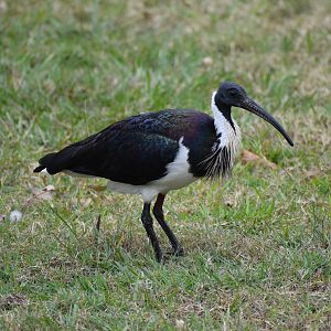 Straw-necked Ibis