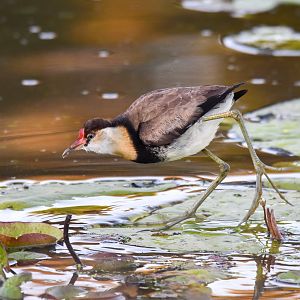 Comb-crested Jacana