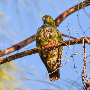 Superb Fruit-Dove