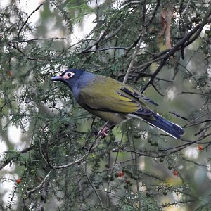 Australasian Figbird