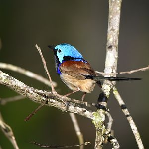 Variegated Fairywren
