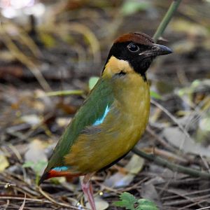 Noisy Pitta