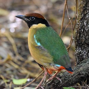 Noisy Pitta