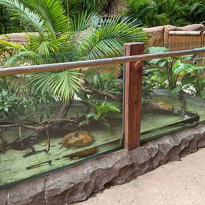 Terrarium for Chinese Crocodile Lizards (Shinisaurus crocodilus)