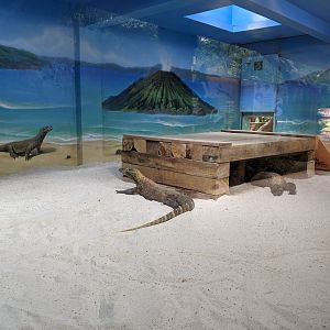 Enclosure for Komodo Dragons (Varanus komodoensis)