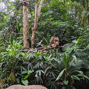 Animals as photo props - owls