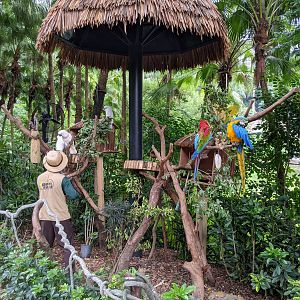 Animals as photo props - parrots