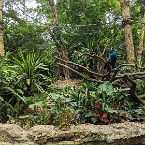 Animals as photo props - peacock