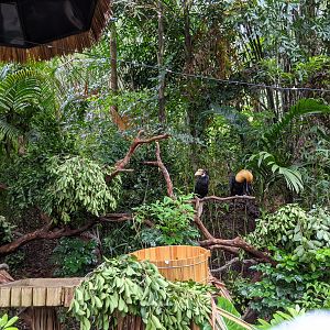 Animals as photo props - hornbills