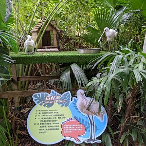 Animals as photo props - spoonbills