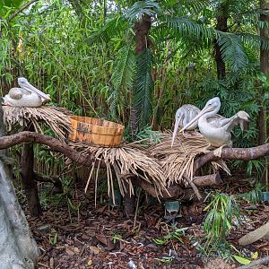 Animals as photo props - pelicans