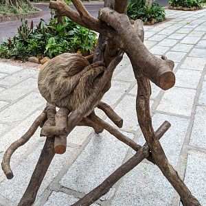 Animals as photo props - sloth